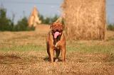 DOGUE DE BORDEAUX 385